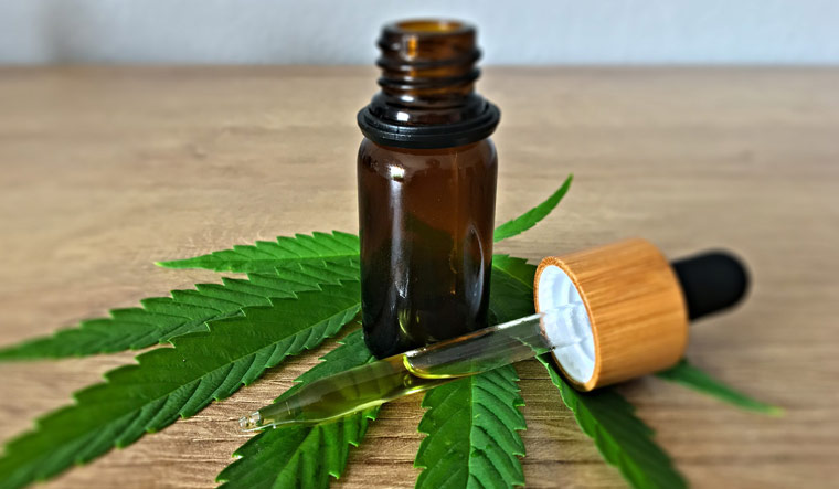 best cbd oil for dogs