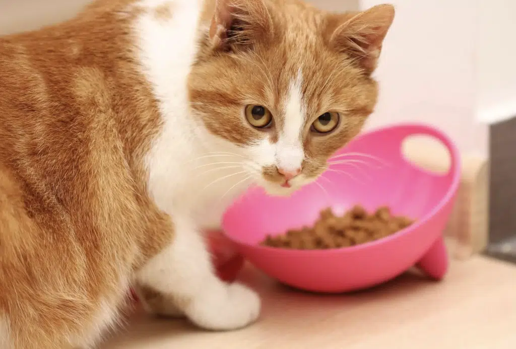 best sensitive stomach cat food
